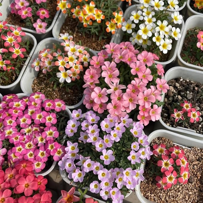 12 Oxalis Triangularis Flower Seeds for Planting, Oxalis Triangularis Bulb Flowers Seed, Non-GMO Heirloom Flower Seeds for Home Garden Outdoor