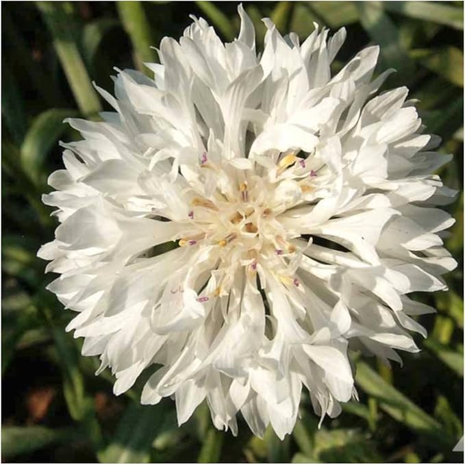 Seed Needs Cornflower Seeds for Planting Tall White Bachelor's Button Wildflowers - Heirloom & Open Pollinated Flowers to Plant and Grow an Outdoor Home Grown Butterfly Garden (1 Pack)