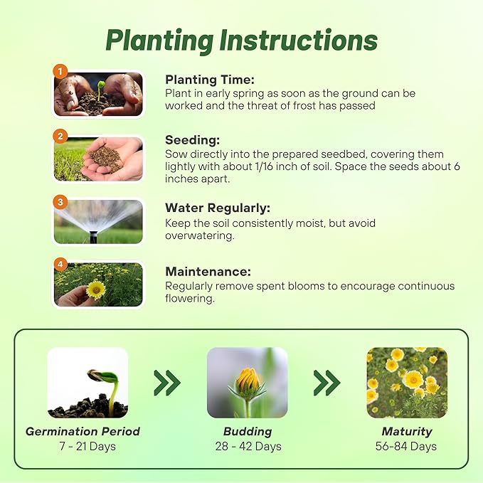 Outsidepride Tidy Tips Seeds - 1/8 lb Annual Dazzling Golden-Yellow & White Blooms, Drought Tolerant, Self-Seeding, Ideal for Rock Gardens, Flower Boxes, Borders, Xeriscape & Low-Water Landscapes