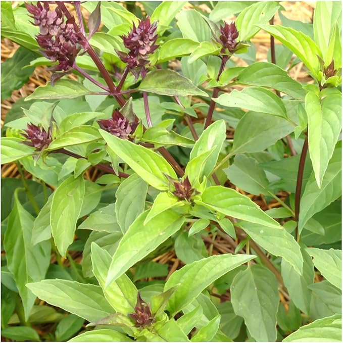 Seed Needs Basil Seeds for Planting Thai Basil Herbs - Non-GMO Heirloom & Untreated Herb Seed to Grow a Fresh Indoor or Outdoor Home Grown Culinary Garden (1 Pack)