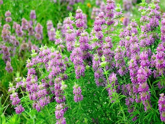 Seeds4planting - Seeds Lemon Bee Balm Monarda Lemon Mint Herbs Non GMO Heirloom