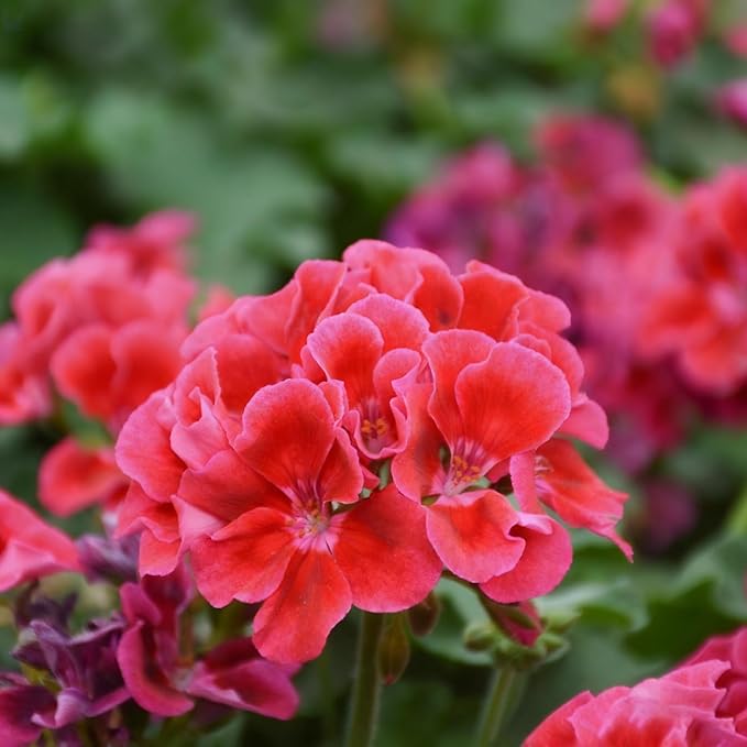 Geranium Flower Seeds for Planting, 10 Red Pelargonium Seed, Perennial Flower Plants, Non-GMO Heirloom Geranium Seeds for Garden Home Outdoor