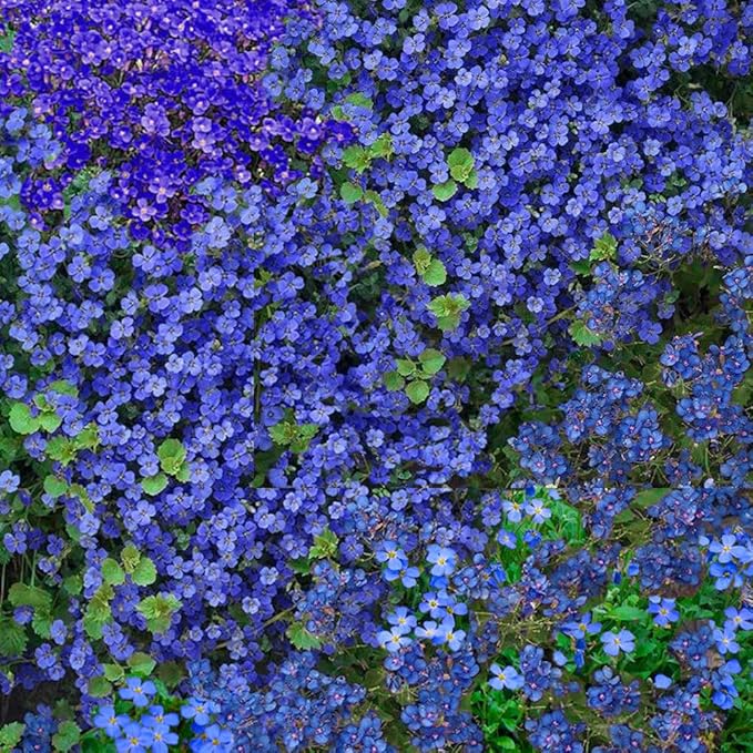 Mixrug 9998+ Blue Woolly Thyme Seeds for Planting,Perennial Blue Creeping Thyme Seeds Ground Cover,Drought Tolerant Path Edging Thym Seed Evergreen Silver Foliage for Stone Pathways