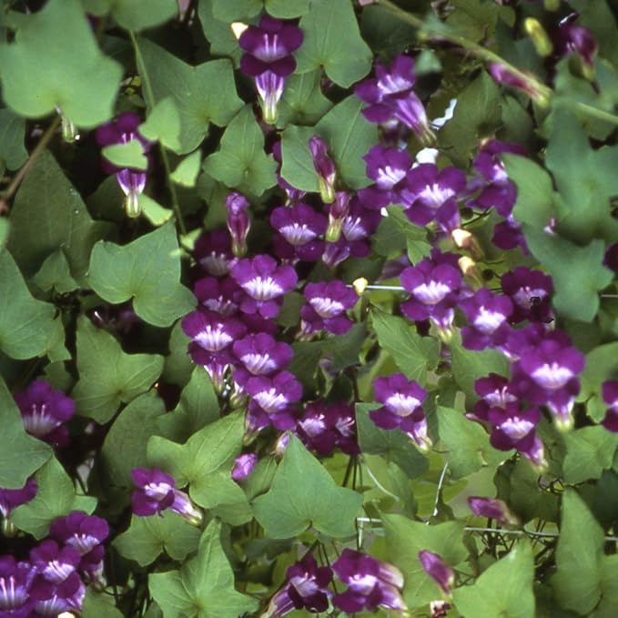 Outsidepride Violet Asarina Climbing Snapdragon Seeds - 200 Pcs Perennial Flower Seeds for Planting, Easy to Grow Climbing Vines w/Attractive Flowers for Containers, Trellises, & Ground Cover