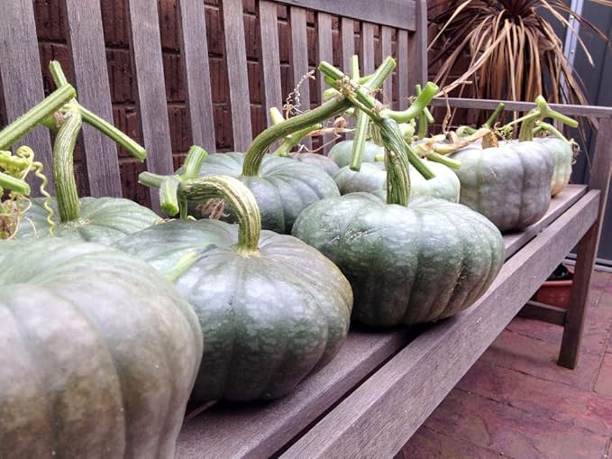 Seeds4planting - Seeds Pumpkin Blue Pumpkin Queensland Giant Halloween Rare Ornamental Heirloom Vegetable Non GMO
