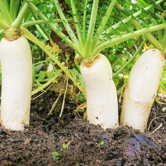 Todd's Seeds Japanese Minowase (Daikon) Radish Heirloom Seed - 10g Packet
