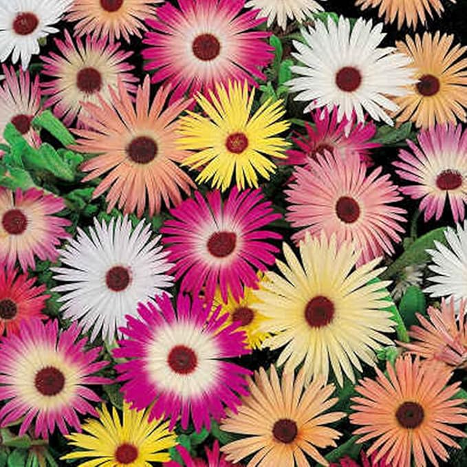 1000 X Mixed Lampranthus Spectabilis Seeds for Planting Easy to Grow Home Gardens Multicolor Wildflower Seeds Grow Coloured Garden Flowers Plants