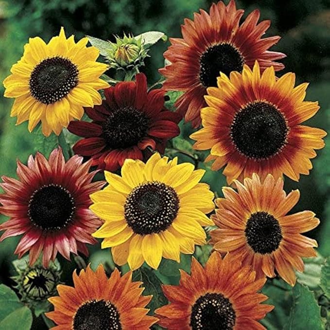 Sunflower Mix Seeds for Planting - 50 Heirloom Non GMO Autumn Beauty Flower Seeds Plant & Grow Home Outdoor Annual Garden - 1 Packet