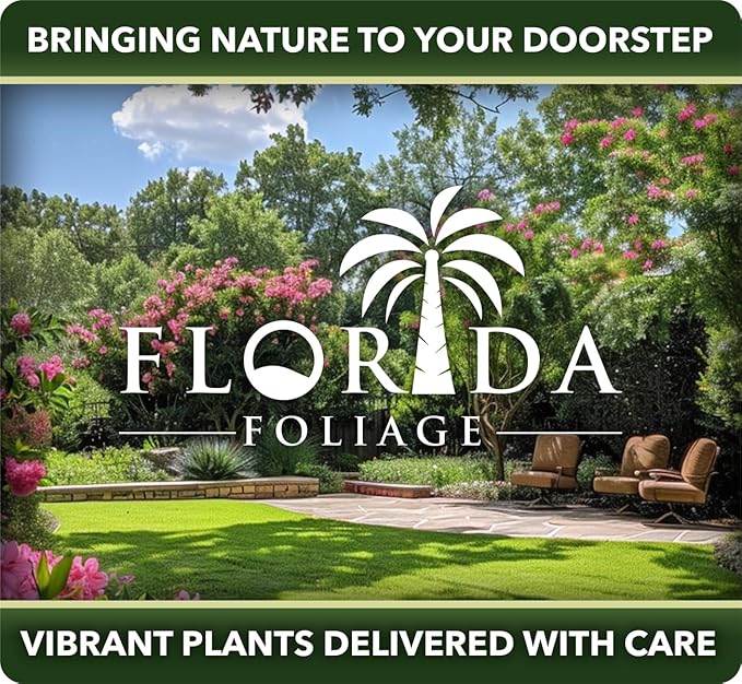 Maiden Grass Morning Light Plants | 3 Live Seedlings | Miscanthus Sinensis | Perfect for Outdoor Landscaping | Hardy & Elegant Lush Ornamental Grass