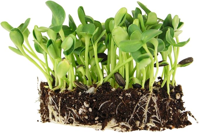 Whole Sunflower Sprouting Seeds: 5 Lb ~ 128,000 Seeds - Black Oil Sun Flower Seeds (Shell On): Microgreens, Sprouts, Flower Gardening - Sun Flower