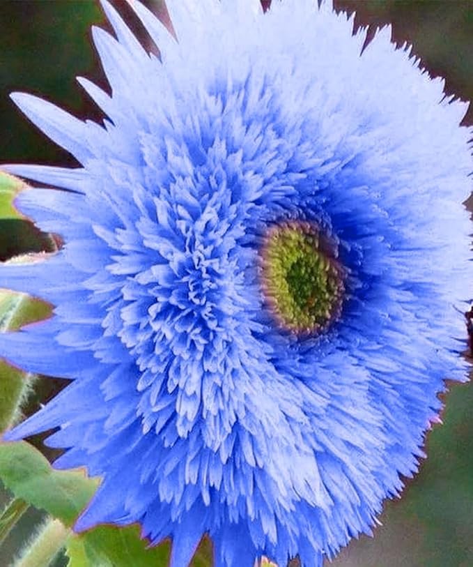 Purple Giant Teddy Bear Sunflower Seeds - 100 Pcs- Attracts Butterflies and Bees