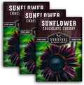Chocolate Cherry Sunflower Seeds for Planting | Rare Burgundy Black Blooms, 6-7ft Giant Non-GMO Heirloom Flower - Survival Garden Seeds (3 Packs)