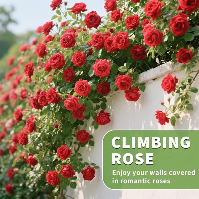 200+ Red Climbing Rose Seeds for Planting Outdoors Ornamental Climbing Flowers Rosa Bush Vine Climber Long-Blooming