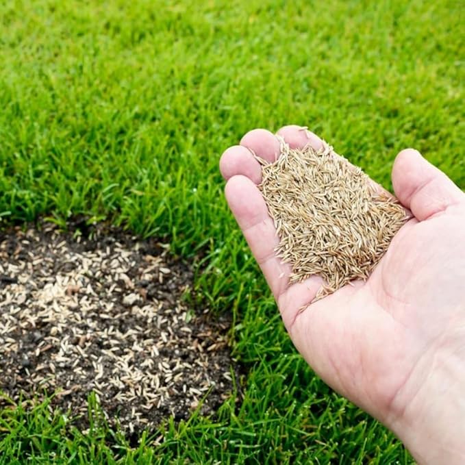 40000 Zoysia Grass Seeds, Lawngrass Seeds Zoysia Seeds, Low-Maintenance for Home Yards and Gardens