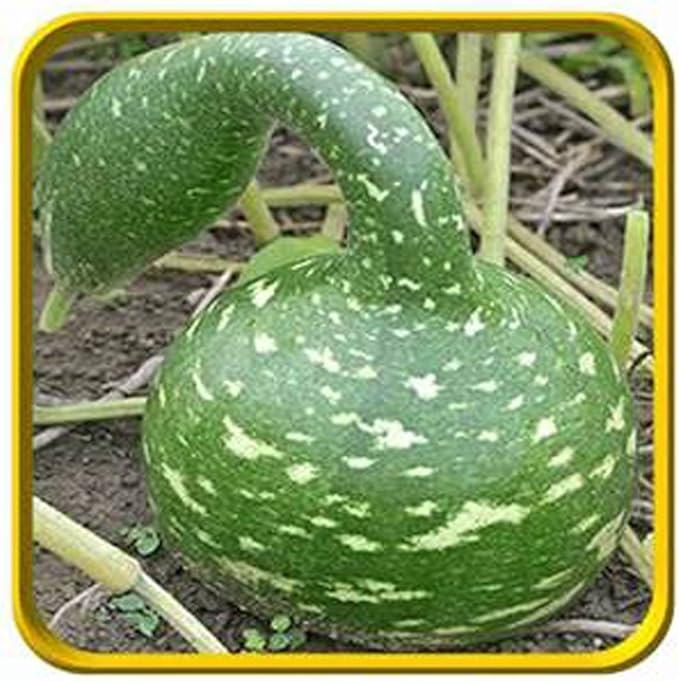 Gourd Seeds Speckled Swan Gourd Seeds, 50 Seed Pack, USA Product. Packed by JACOBS LADDER ENT. (50)