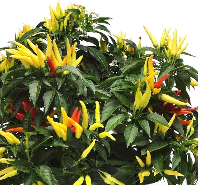 Chilly Chili Ornamental Pepper Garden Seed - 300 mg - Non-GMO Decorative Gardening Seeds - Capisicum annuum