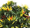 Chilly Chili Ornamental Pepper Garden Seed - 300 mg - Non-GMO Decorative Gardening Seeds - Capisicum annuum