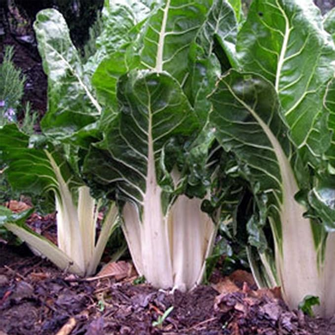 Swiss Chard Garden Seeds - Lucullus - 5 Gram Packet - Non-GMO, Heirloom Vegetable Gardening & Microgreens Seeds