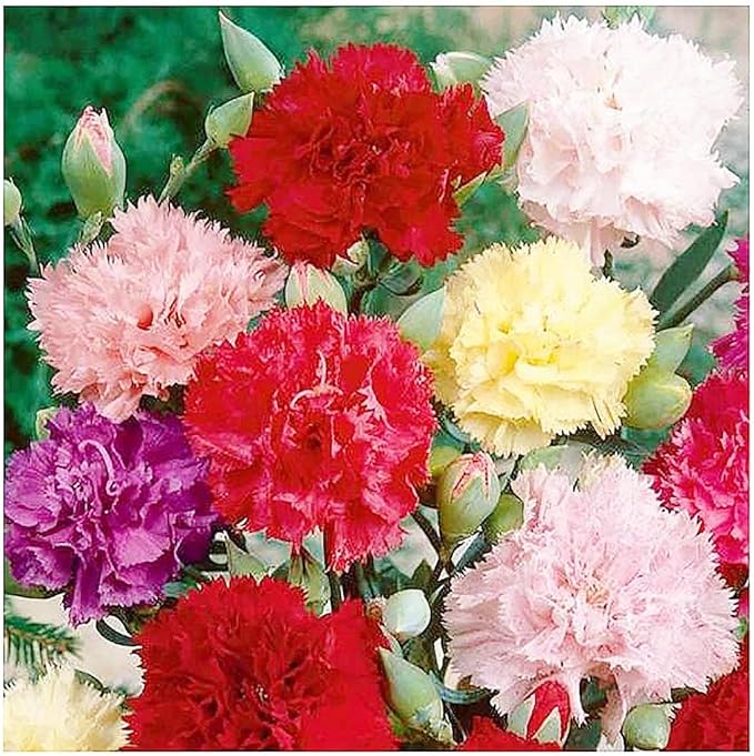 Carnation Chabaud Mix Seeds - 275 Seeds - 8 Week Blooming Period - All Zones