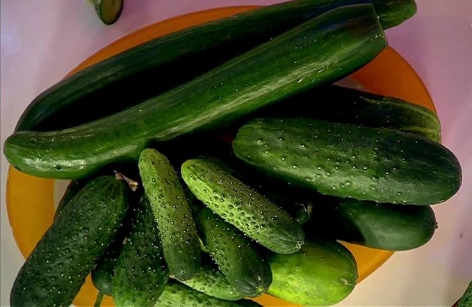 CEMEHA SEEDS Cucumber Emilia F1 Long Giant Vine Self-pollinated Vegetable Hybrid Non-GMO for Planting