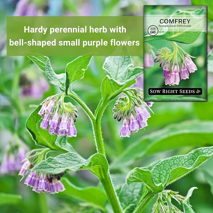 Sow Right Seeds - Comfrey Seeds for Planting - Non-GMO Heirloom Packet with Instructions to Plant an Outdoor or Indoor Herb Garden - Roots & Leaves for Home Remedies - Medicinal Salve, Oil, Tea (3)