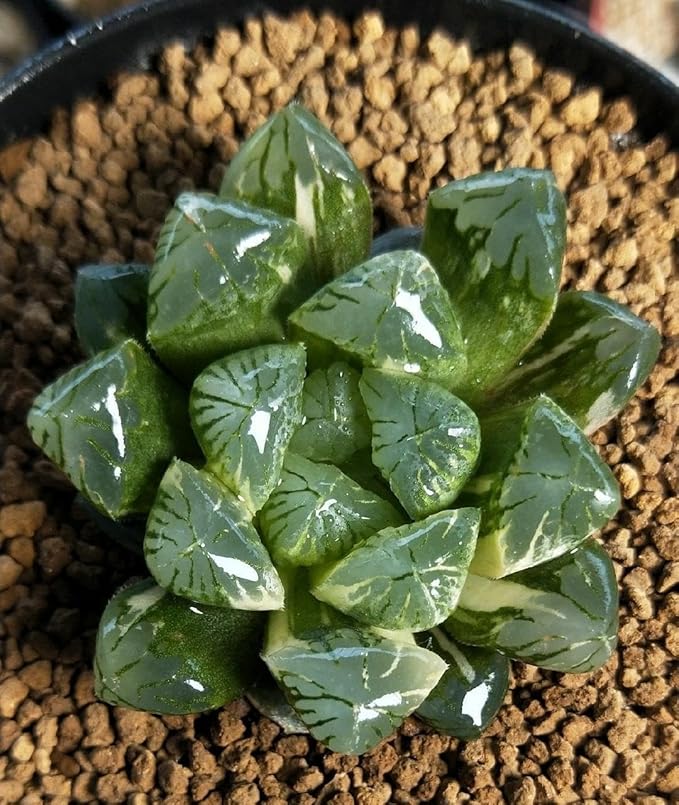 Japanese Super Hard Akadama Bonsai Soil - Small Grain (3-6mm), 6 lb (3.6 QT) | Premium Volcanic Clay Medium for Succulents,Cactus,Orchids, Bonsai & Topsoil
