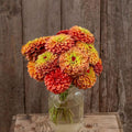 Eden Brothers Zinnia Seeds (Organic) - Queeny Lime Orange