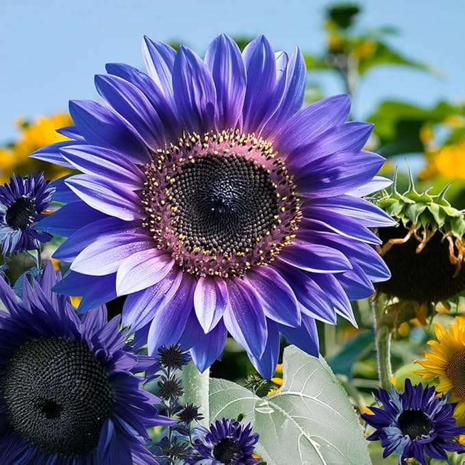 75+ Teddy Bear Sunflower Seeds for Planting Outdoor-Sunflower Seeds-Giant Exotic Helianthus Annuus Flower Seed Non-GMO Heirloom Drought Tolerant Blooms in Home Garden
