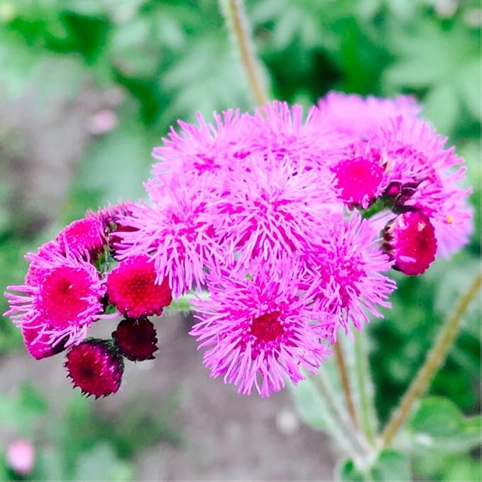 Ageratum Pink Floss Flower Seeds 400+ Seeds for Planting Non-GMO Flower Garden
