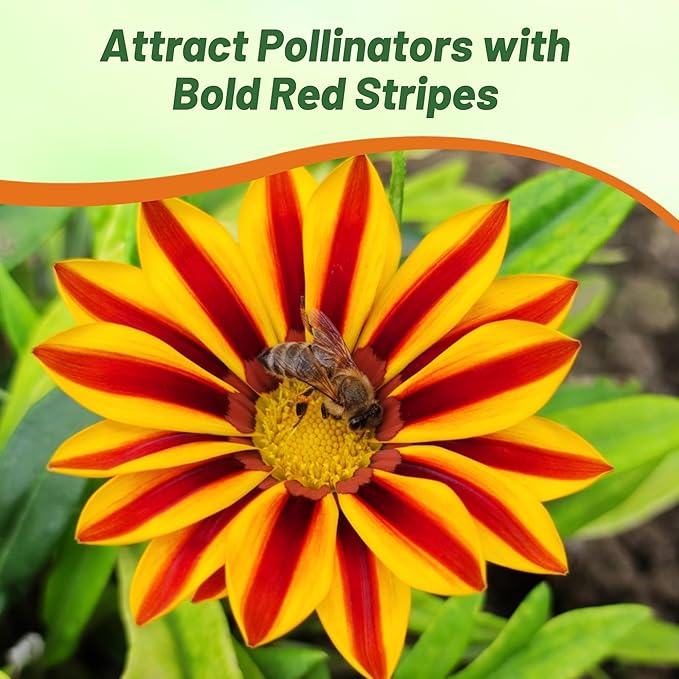 Outsidepride New Day Red Striped Gazania Seeds for Planting – 50 Pcs Perennial, Low-Maintenance, Drought-Tolerant Ground Cover Seeds for Vibrant Summer & Fall Flowers, Great for Outdoor Gardens