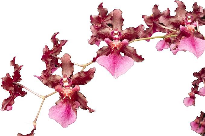 Orchid Insanity - Oncidium Sharry Baby - Chocolate Fragrance Very Popular, Easy to Grow and Bloom (NOT in-Bud/Bloom When Shipped)