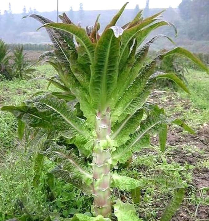 200PCS Asparagus Lettuce Seeds Chinese Lettuce Stem Asparagus Celttuce Celery Luttuce Seeds