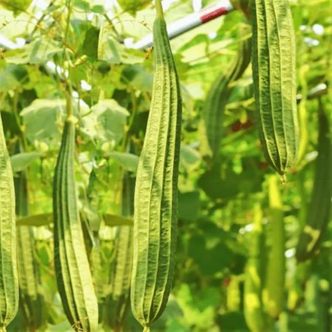 30+ PCS Luffa Gourd Seeds for Planting Loofah Sponge Gourds - Non-GMO Heirloom Climbing Vine Vegetable Veggie Home Grown Outdoor Garden