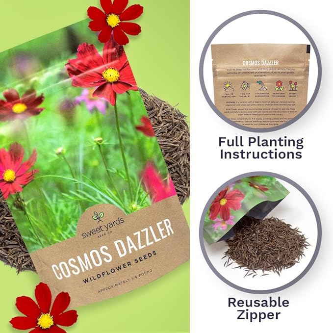 Dazzler Cosmos Wildflower Seeds - Bulk 1/4 Pound Bag - Over 20,000 Fresh Open Pollinated Non-GMO Flower Seeds - Stunning Bright Petals - Drought Tollerant