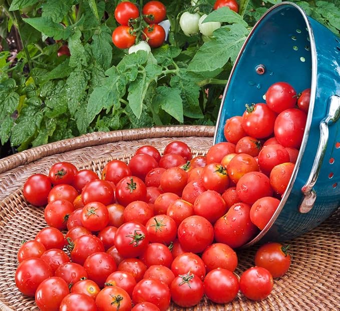 Seeds Red Cherry Tomato Tall Bush Heirloom Vegetable Non GMO