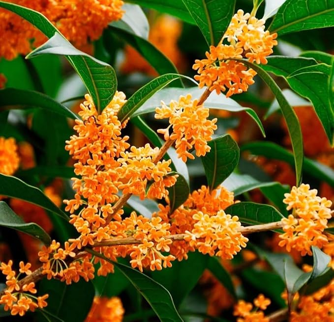 Osmanthus Seeds, 10+ Non-GMO Heirloom Seeds, Fragrant Flowering Shrub for Garden and Patio