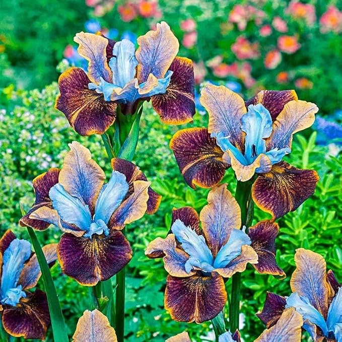 80+ Perennial Iris Seeds for Planting,Rare Variety Flower Seed-Non-GMO Heirloom Plant Seeds Garden Outdoor