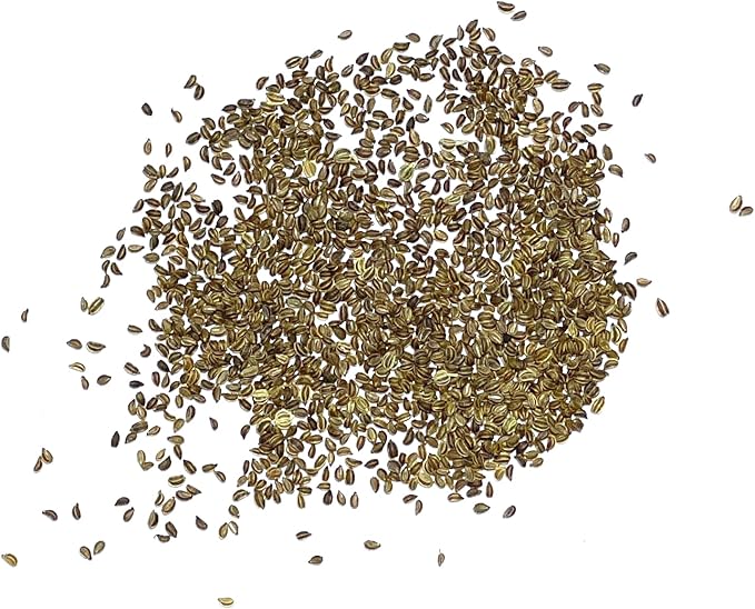 Seed Needs Celery Seeds for Planting Utah 52-70 Celery - Non-GMO, Heirloom & Untreated - Grow a Home Grown Outdoor Vegetable Garden for Fresh Produce (1 Pack)
