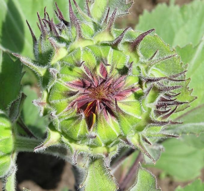 200Pcs Rare Purple Sunflower Seeds Beautiful Flower Home Garden Giants Perennial Rare Blooms Outdoors