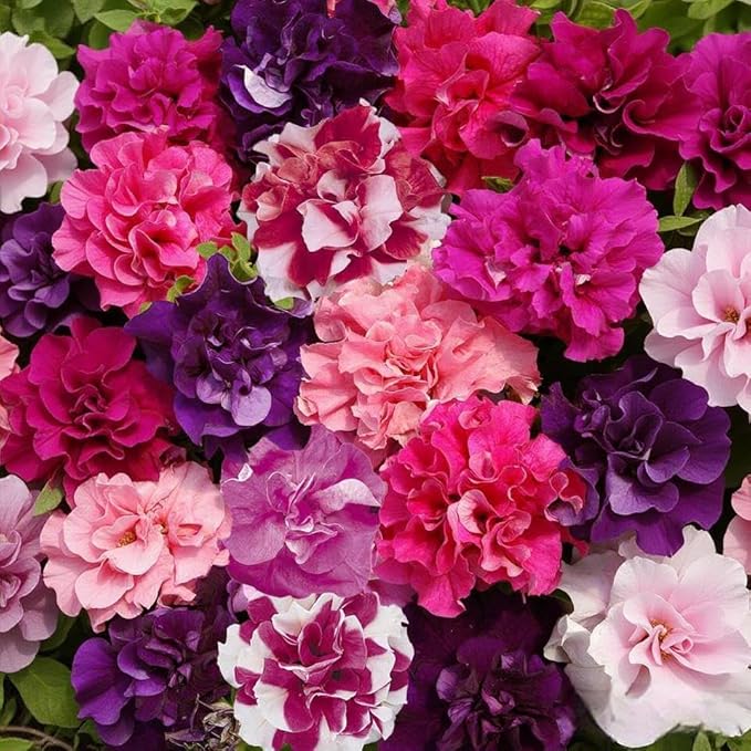 300+ Double Dwarf Petunia Seeds - Mixed Colors, Perfect for Outdoor Gardens, Balcony Hanging Baskets, Containers, Attracts Butterflies & Bees, Heat and Sun Tolerant