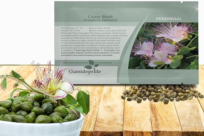 Outsidepride Caper Bush Seeds - 200 Pcs. Perennial, Low Maintenance, Herb Seeds for Planting Edible Fleshy Leaves & Large Pinkish-White Blooms for Culinary Use & Pollinator Gardens