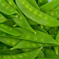 Mammoth Melting Sugar Pod Snow Pea Garden Seed - 5 Lbs ~9,000 Seeds - Non-GMO, Heirloom Vegetable Gardening & Microgreens Seed
