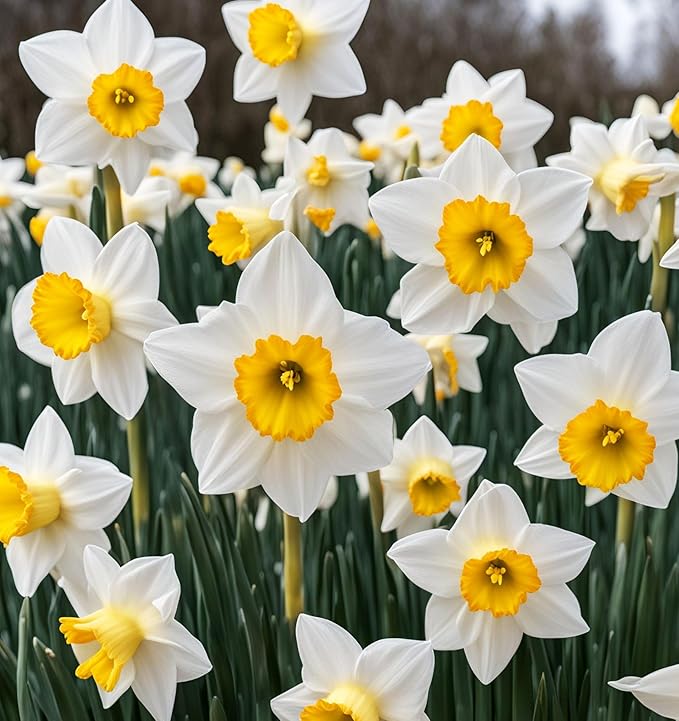 Complete Spring Flower Bulb Garden - Narcissus Assorted Colors Daffodil White Plant Bulbs (10 Pack) - 12cm Large Flower Bulbs for Indoor Outdoor (Daffodils Bulbs)