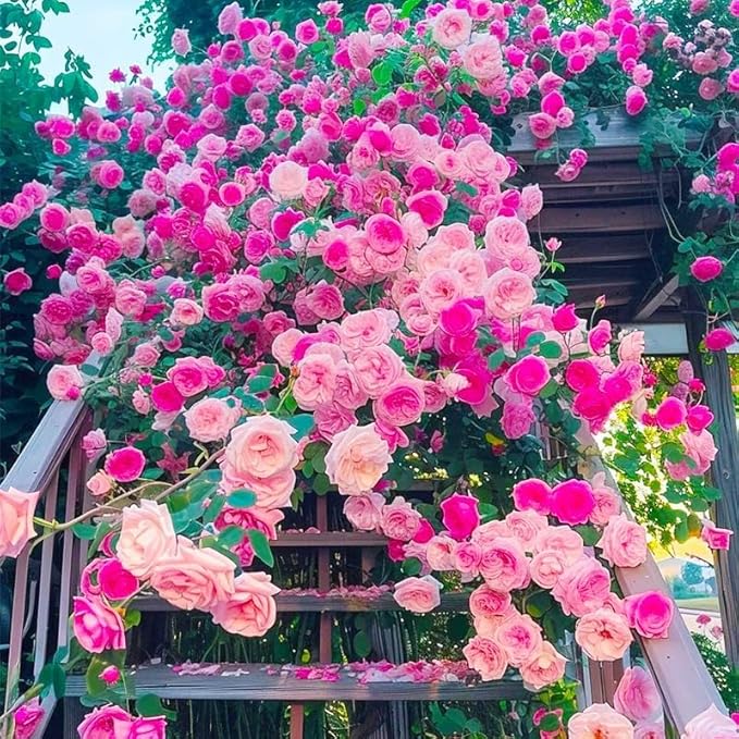 Mixed Climbing Rose Vine Seeds 230pcs– Perennial Rosa Flowering Bush Seed | Long-Blooming Ornamental Climbing Plants for Fence, Trellis, Arches & Outdoor Garden Décor