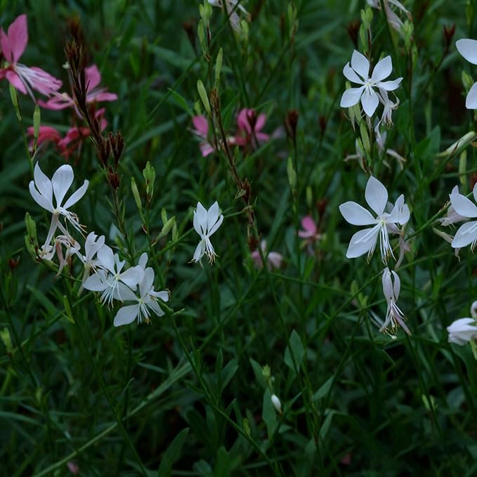300+ Gaura Flower Seeds for Planting, Mixed Color Gaura Seed, Perennial Flower Plants, Non-GMO Heirloom Gaura Seeds for Outdoor Garden