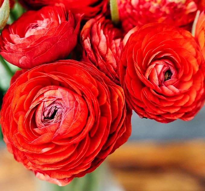 Mixed Peony Ranunculus Bulbs- Persian Buttercup -10 Corms Bulbs Flowering Blooms Perennial Bulbous Root Garden Plant (Red)