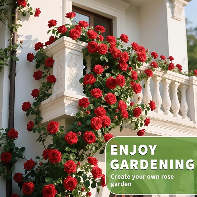 200+ Red Climbing Rose Seeds for Planting Outdoors Ornamental Climbing Flowers Rosa Bush Vine Climber Long-Blooming