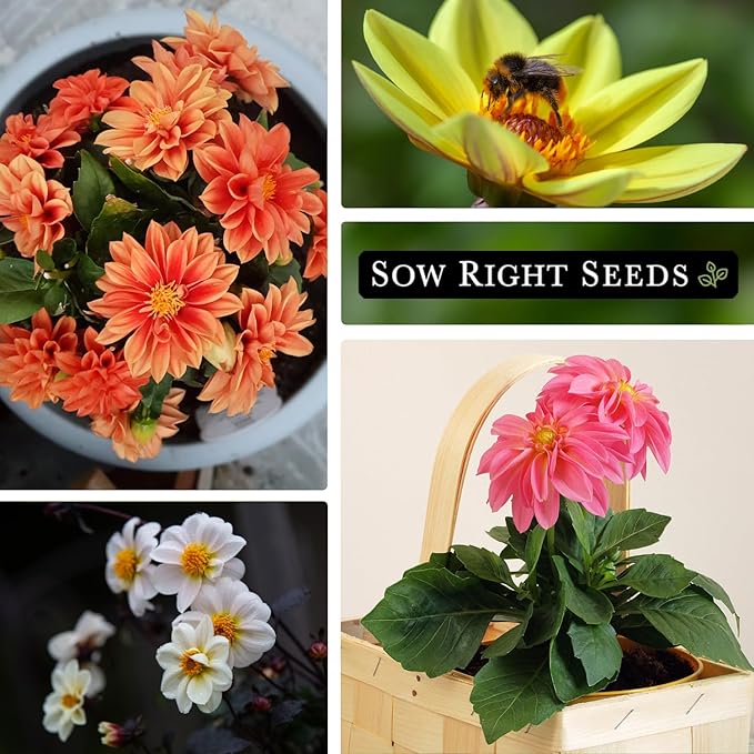 Sow Right Seeds - Dwarf Single Mix Dahlia Flower Seeds for Planting - Non-GMO Heirloom Packet - Rare Colors to Attract Pollinators - Cut and Come Again - Symmetrical Blooms Great for Bouquets (4)