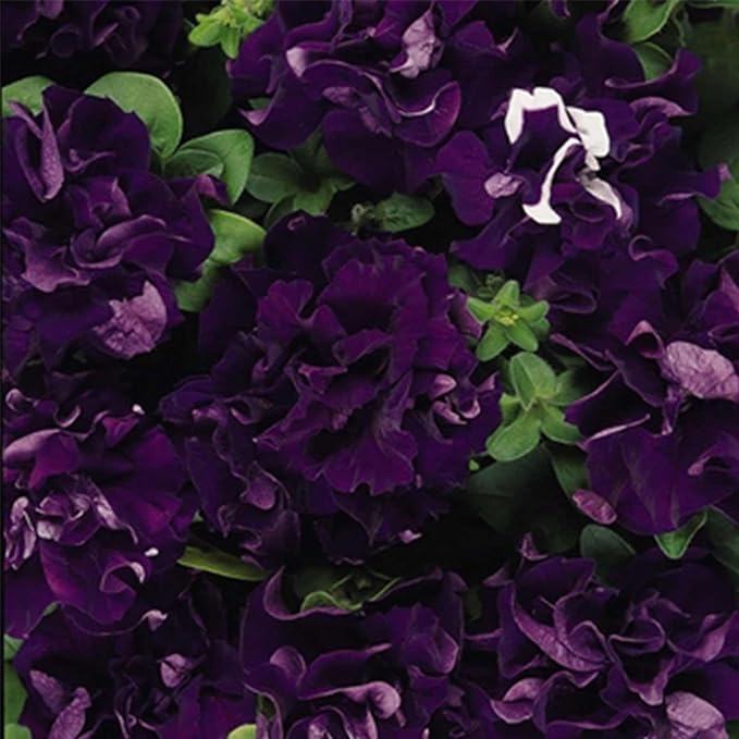 Petunia Double Cascade Blue ~100 Seeds – Pelleted Seeds – Grandiflora 4" Fully-Double Blooms – Compact 10–15" Plants – Non-GMO Annual – Attracts Pollinators – 98–105 Days