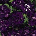Petunia Double Cascade Blue ~50 Seeds – Pelleted Seeds – Grandiflora 4" Fully-Double Blooms – Compact 10–15" Plants – Non-GMO Annual – Attracts Pollinators – 98–105 Days